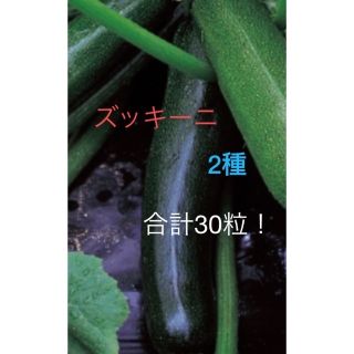 ズッキーニ種　黒10粒＋緑20粒　合計30粒！(野菜)