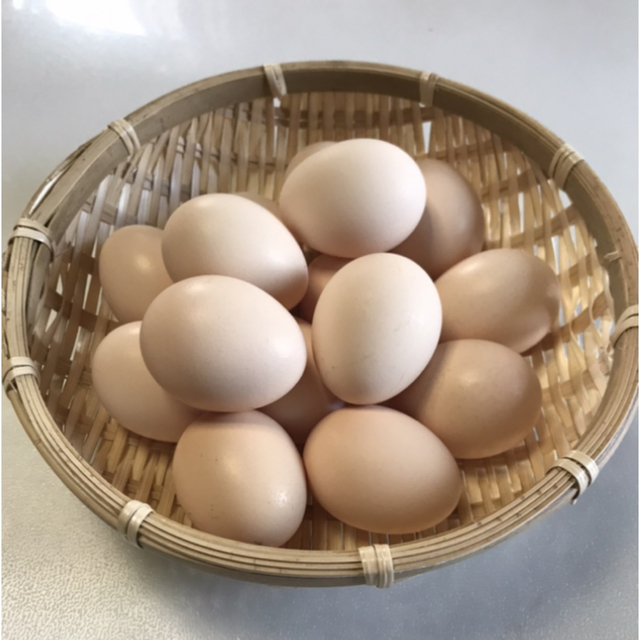 烏骨鶏の卵　平飼い若鳥卵　50個