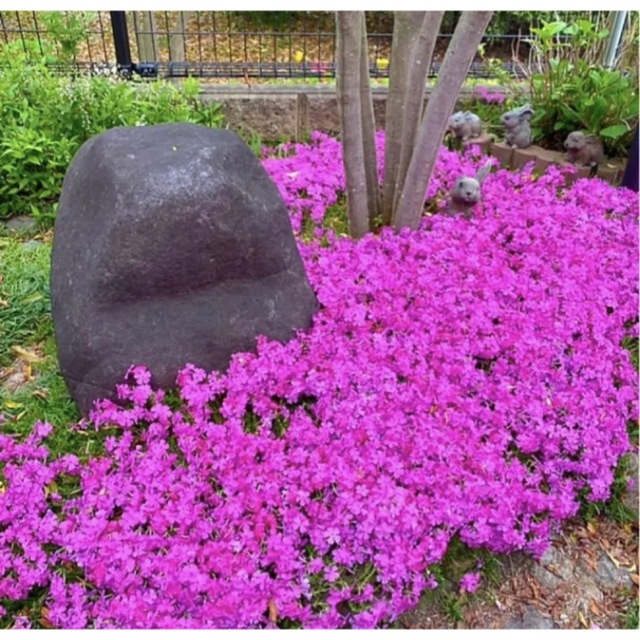 ①☆シッカリ根付き芝桜☆初心者向け ☆濃いピンク☆ ハンドメイドのフラワー/ガーデン(プランター)の商品写真