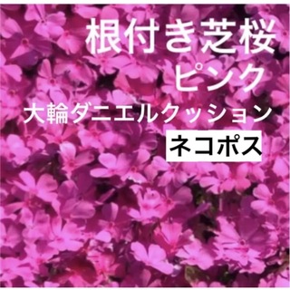 ①☆シッカリ根付き芝桜☆初心者向け ☆濃いピンク☆(プランター)