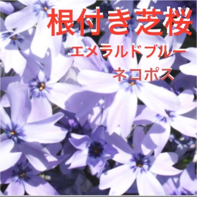 ⑥A☆芝桜☆シッカリ根付き苗☆初心者向け☆うす紫☆ ハンドメイドのフラワー/ガーデン(プランター)の商品写真