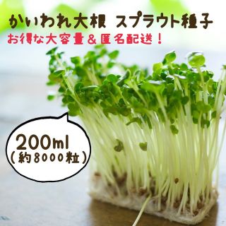 かいわれ大根 スプラウト種子 お得な200ml（約8,000粒）(野菜)