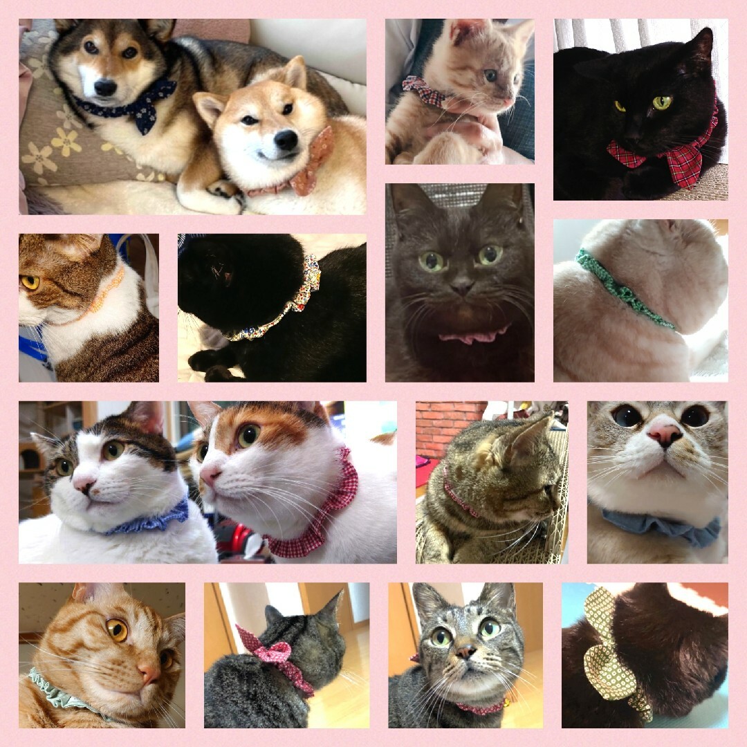 定番のお歳暮&冬ギフト 着用イメージです☆布製迷子札 シュシュ猫首輪