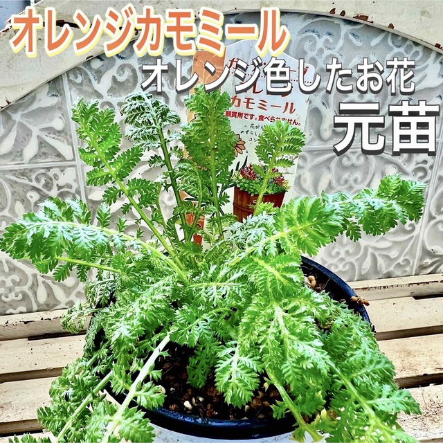 オレンジカモミール　元苗　カモミール　オレンジのお花　寄せ植え ハンドメイドのフラワー/ガーデン(その他)の商品写真