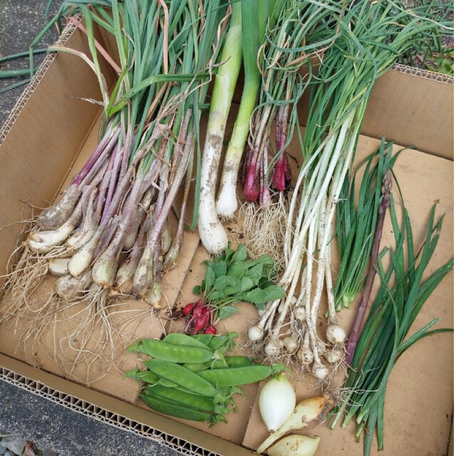 おまかせ野菜詰め合わせBOX【S】 食品/飲料/酒の食品(野菜)の商品写真