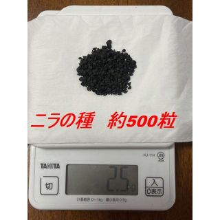 ニラの種、約500粒、3ｇ分を発送（500粒で2.5～3ｇほど）(野菜)