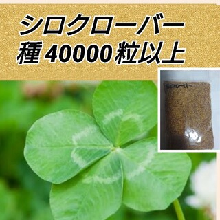 【2set】ホワイトクローバー 花種 たっぷり40000粒以上(プランター)
