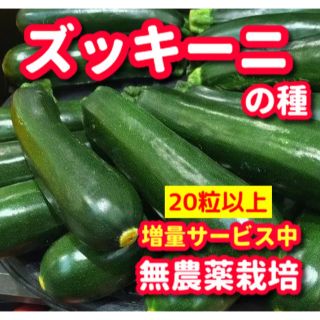 ズッキーニの種【20粒以上】無農薬栽培の種・増量サービス中(野菜)