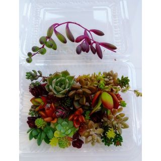 多肉 チマチマ寄せ植えセット(プランター)