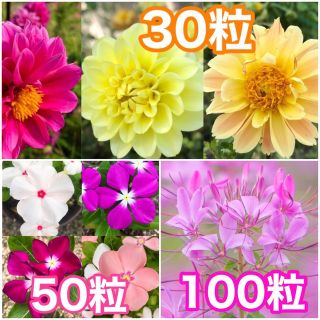 花の種　ダリア　日々草（ニチニチソウ）クレオメ(その他)