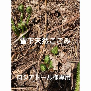 雪下天然こごみ(野菜)