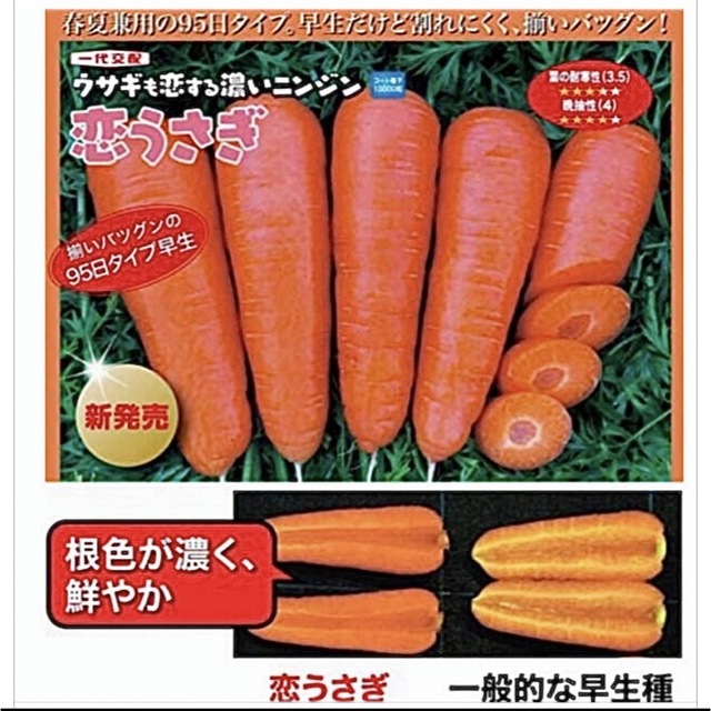 恋うさぎ人参の種  50粒  うさぎも恋する色濃い人参 食品/飲料/酒の食品(野菜)の商品写真