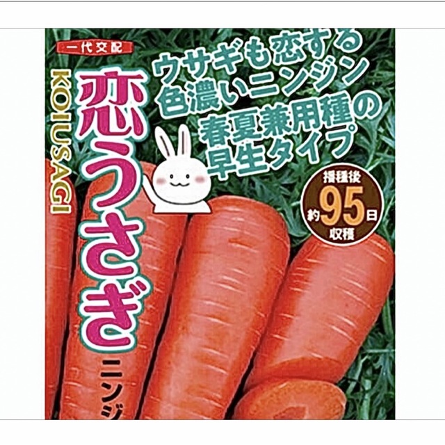 恋うさぎ人参の種  50粒  うさぎも恋する色濃い人参 食品/飲料/酒の食品(野菜)の商品写真