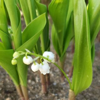 日本スズラン苗(その他)