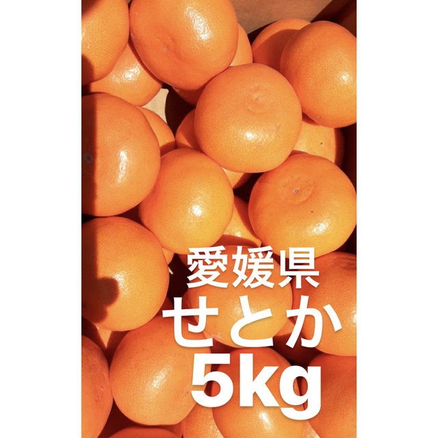フルーツ　柑橘　愛媛県産　せとか　5kg