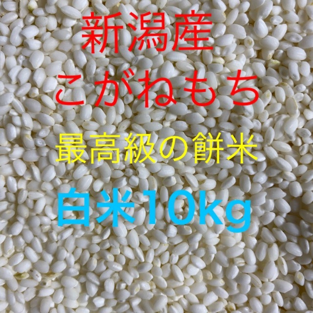 米/穀物新潟産こがねもち　令和5年産　白米10kg