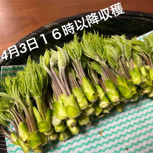 コシアブラ 食品/飲料/酒の食品(野菜)の商品写真