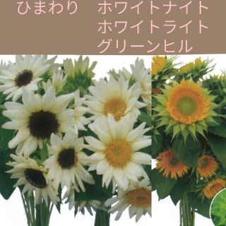 育て方付き❀ライトカラーの*ひまわりセット*花の種(その他)