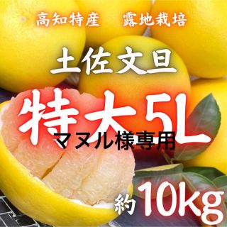 高知特産 露地栽培 土佐文旦 文旦 約10kg 特大サイズ(フルーツ)