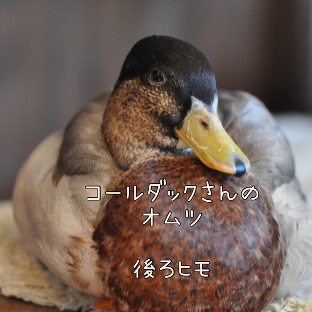 【keiさま専用ページ】コールダックさんのオムツ＋後ろヒモ その他のペット用品(鳥)の商品写真