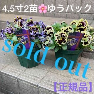 🌸sold out🌸《パンジー　ドラキュラ　育成苗》【4.５号スリット鉢2苗】(その他)