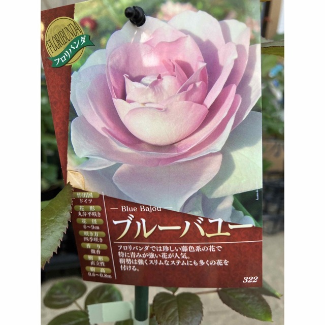 接木新苗　薔薇苗　香り薔薇　強健　接木苗　バラ　バラ苗　薔薇苗 ハンドメイドのフラワー/ガーデン(その他)の商品写真