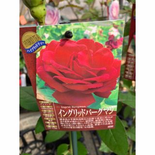 接木新苗　薔薇苗　香り薔薇　強健　接木苗　バラ　バラ苗　薔薇苗(その他)