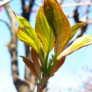 えり様、羽根(ネックレス)