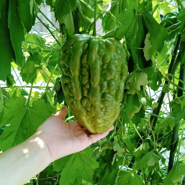 アップルゴーヤ種 食品/飲料/酒の食品(野菜)の商品写真