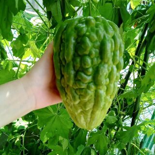 アップルゴーヤ種(野菜)