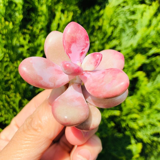 桃の卵　可愛い　ピンク　抜き苗　多肉植物 ハンドメイドのフラワー/ガーデン(その他)の商品写真