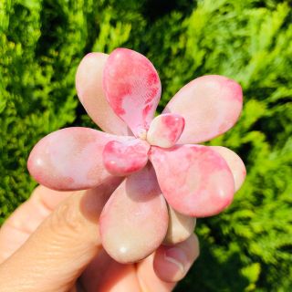 桃の卵　可愛い　ピンク　抜き苗　多肉植物(その他)