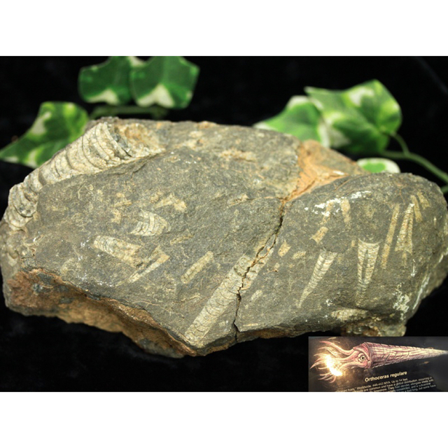 天然化石 オルソセラス 母岩付き原石 /約1.4kg/1個