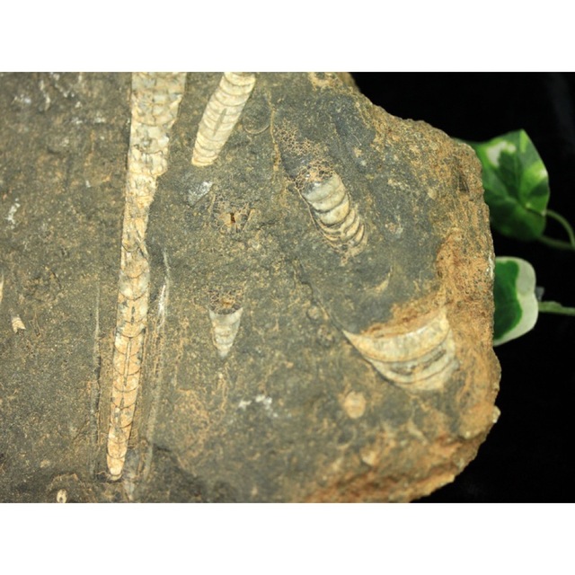 天然化石 オルソセラス 母岩付き原石 /約2.2kg/1個