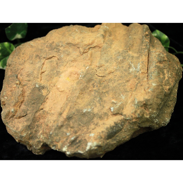 天然化石 オルソセラス 母岩付き原石 /約2.2kg/1個