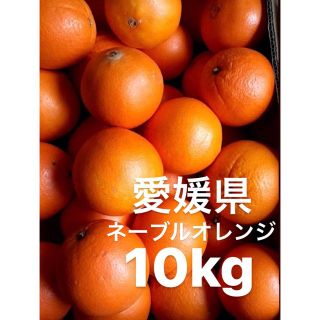 愛媛県産　ネーブルオレンジ　柑橘　10kg(フルーツ)