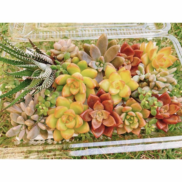 多肉植物　カット苗 ハンドメイドのフラワー/ガーデン(その他)の商品写真