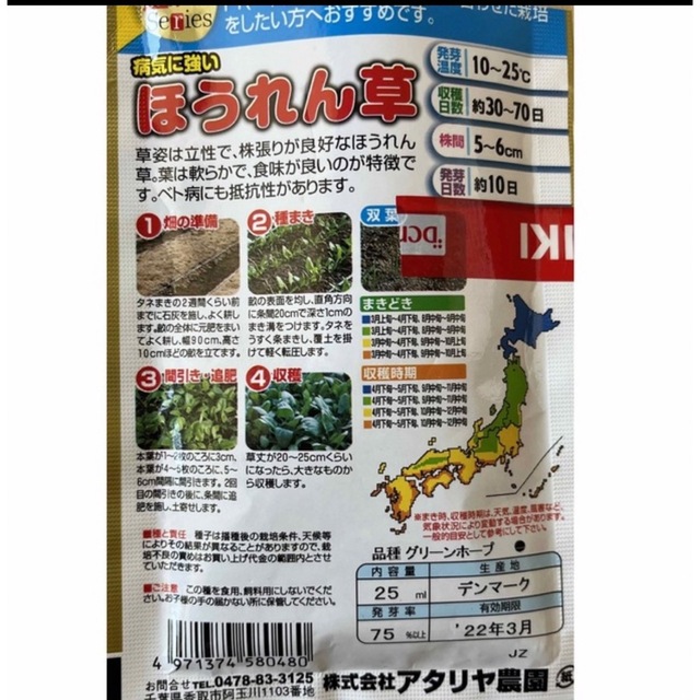 野菜 種 家庭菜園用 ほうれん草500粒 食品/飲料/酒の食品(野菜)の商品写真