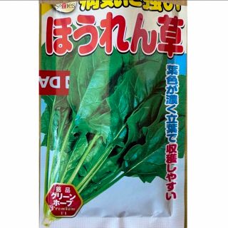 野菜 種 家庭菜園用 ほうれん草500粒(野菜)