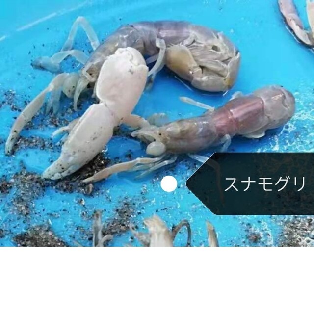 ヤビーポンプ　穴ジャコ　カメジャコ　スナモグリ　釣餌　潮干狩　うなぎ釣　黒鯛 3