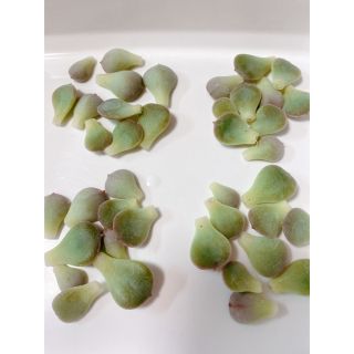 ■多肉植物■みどり牡丹　葉挿し(その他)