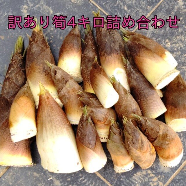 タケノコ  筍 たけのこ 竹の子 無農薬 野菜 訳あり きずあり 食品/飲料/酒の食品(野菜)の商品写真