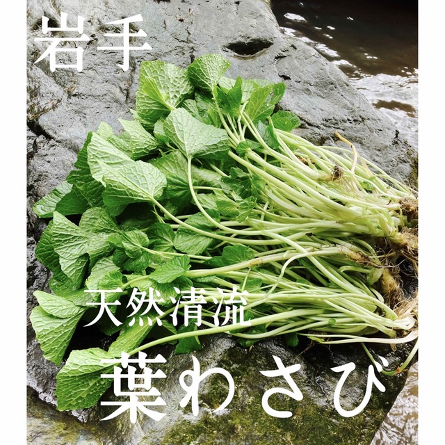 【春の味覚】岩手　天然清流葉わさび 食品/飲料/酒の食品(野菜)の商品写真