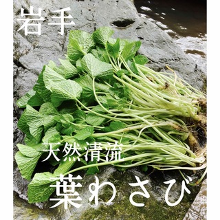【春の味覚】岩手　天然清流葉わさび(野菜)