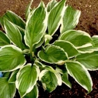 ギボウシ(ホスタ)  株分　3芽(その他)