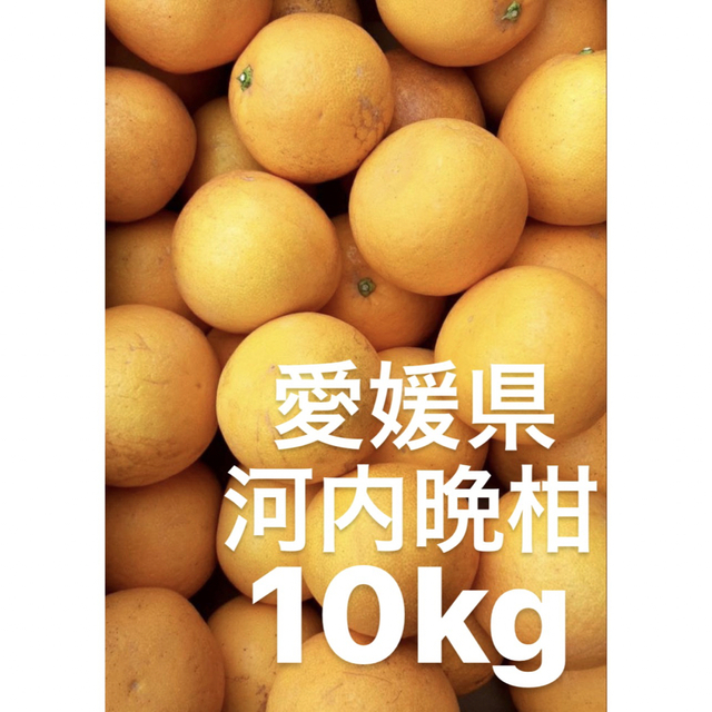 愛媛県産　河内晩柑　宇和ゴールド　柑橘　10kg