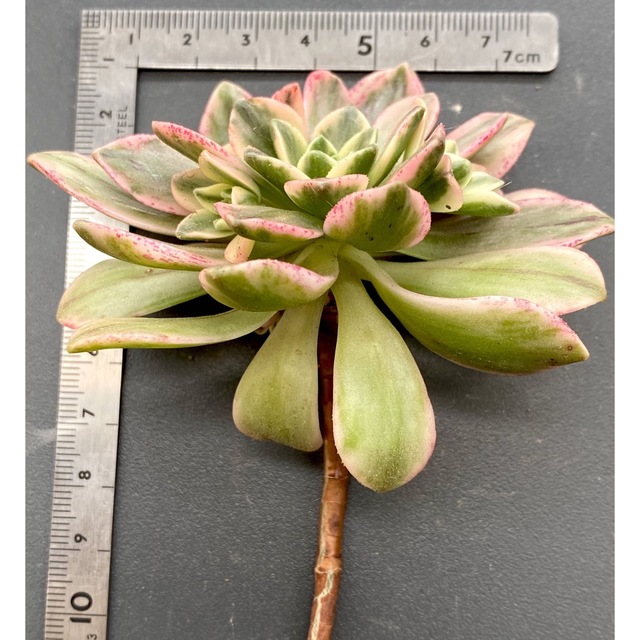 多肉植物 アエオニウム ブロンズメダル錦の通販 by しょう's 多肉植物 アエオニウム ブロンズメダル錦の通販 by しょう's