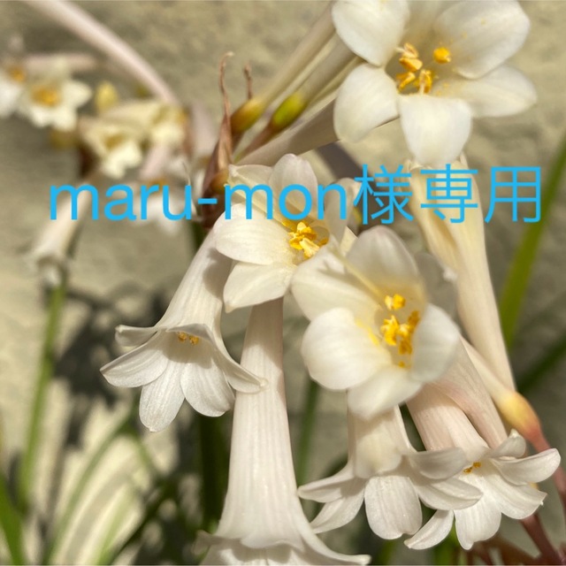 maru-mon様専用 ホワイトキルタンサス苗(球根) ハンドメイドのフラワー/ガーデン(その他)の商品写真