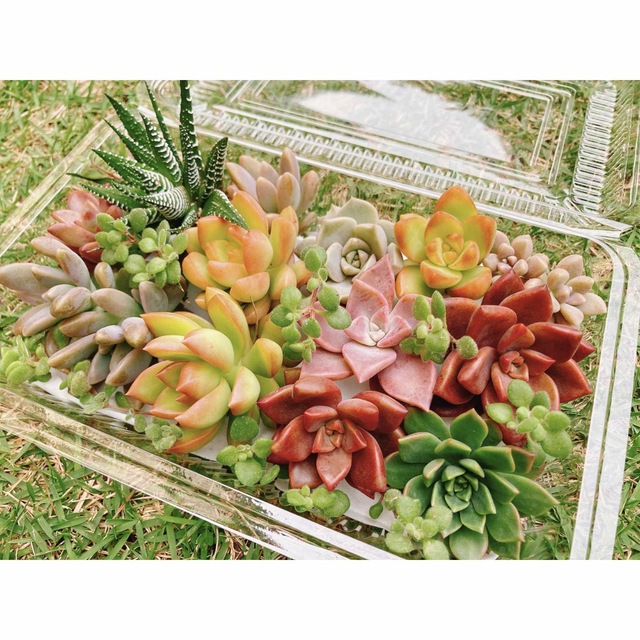 多肉植物　カット苗 ハンドメイドのフラワー/ガーデン(その他)の商品写真