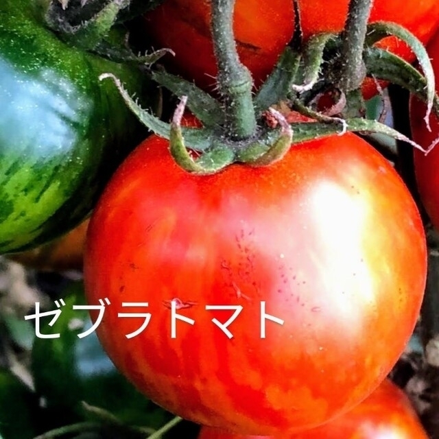 パーマンさま御注文🍅固定種 トマト 苗 食品/飲料/酒の食品(野菜)の商品写真